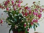     
: Kalanchoe-Manginii9.jpg
: 19
:	142.3 
ID:	11108801