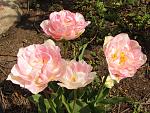     
: IMG_0513.jpg
: 14
:	209.2 
ID:	11110237
