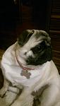     
: 1461756191957_0.jpg
: 13
:	46.3 
ID:	11111818
