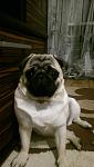     
: 1461749880926_3.jpg
: 12
:	61.9 
ID:	11111819