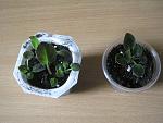     
: IMG_6044.jpg
: 90
:	127.0 
ID:	11116166