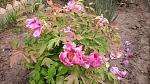     
: 20160429_150746.jpg
: 15
:	199.5 
ID:	11116455
