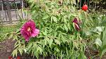     
: 20160429_150756.jpg
: 15
:	205.6 
ID:	11116460