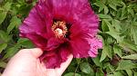     
: 20160429_150820.jpg
: 18
:	111.0 
ID:	11116483