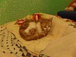     
: SAM_1247.jpg
: 12
:	139.0 
ID:	11117221
