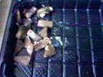     
: SP_A5303.jpg
: 35
:	3.7 
ID:	11119313