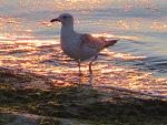     
: IMG_2618.jpg
: 47
:	222.8 
ID:	11137844
