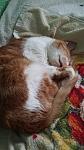    
: image (1).jpg
: 13
:	95.3 
ID:	11140644