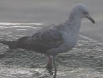     
: IMG_3120.jpg
: 30
:	104.1 
ID:	11142618