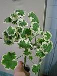     
: 1304155448360_bulletin.jpeg
: 6
:	50.7 
ID:	11152299
