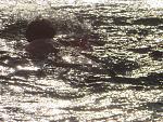     
: IMG_3417.jpg
: 27
:	278.1 
ID:	11160479
