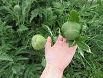     
: IMG_1230.jpg
: 9
:	188.8 
ID:	11162703