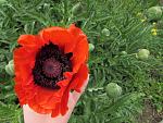     
: IMG_1247.jpg
: 9
:	163.6 
ID:	11162706