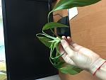     
: image.jpg
: 47
:	54.4 
ID:	11163721