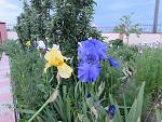     
: IMG_1256.jpg
: 6
:	226.1 
ID:	11165440