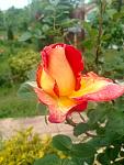     
: image.jpg
: 14
:	52.9 
ID:	11182566