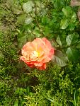     
: image.jpg
: 5
:	87.7 
ID:	11182572
