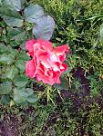     
: image.jpg
: 13
:	117.5 
ID:	11182581
