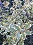     
: 20160523_185140.jpg
: 7
:	169.8 
ID:	11185331