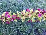     
: 20160523_185129.jpg
: 6
:	302.5 
ID:	11185334