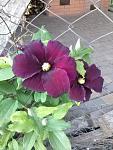     
: 20160523_185039.jpg
: 4
:	103.1 
ID:	11185341