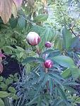     
: 20160523_184945.jpg
: 57
:	135.3 
ID:	11185353