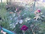     
: 20160524_061450.jpg
: 5
:	250.4 
ID:	11186090