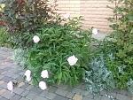     
: 20160524_061421.jpg
: 5
:	210.8 
ID:	11186091