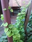     
: 20160524_061356.jpg
: 6
:	117.1 
ID:	11186092