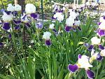     
: 20160524_083512.jpg
: 132
:	252.9 
ID:	11186740