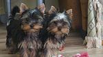    
: DSC02851.jpg
: 15
:	94.7 
ID:	11187712