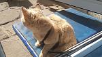     
: 20160524_160556.jpg
: 18
:	147.0 
ID:	11188637