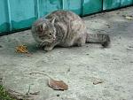     
: dsc08817.jpg
: 33
:	185.8 
ID:	11189010