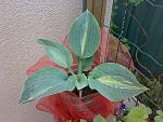     
: 280520164810.jpg
: 60
:	194.4 
ID:	11197537