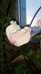     
: IMG_20160530_190358.jpg
: 13
:	45.9 
ID:	11204555