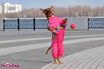     
: 0006294_formydogs-dodevik-dl-sobak-rozovyj-devoka-b3-24ss-2012-f-pink.jpeg
: 13
:	172.7 
ID:	11207332