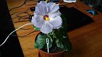     
: Cyber sister 06.20166.jpg
: 17
:	91.2 
ID:	11224393