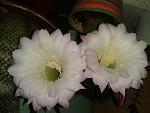     
: 20160605_205820.jpg
: 7
:	100.3 
ID:	11226064