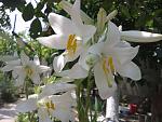     
: 20130609_124401.jpg
: 89
:	122.9 
ID:	11230800