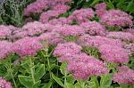     
: Hylotelephium-spectabile-Carmen.jpg
: 86
:	34.4 
ID:	11231521