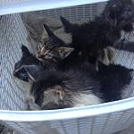     
: image15.JPG
: 111
:	138.9 
ID:	11235796