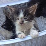     
: image16.JPG
: 138
:	151.9 
ID:	11235798