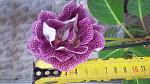     
: 20160610_125223.jpg
: 8
:	123.1 
ID:	11239488
