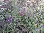    
: 2016-05-25 18.06.44.jpg
: 15
:	291.2 
ID:	11242416