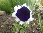     
: 2016-06-11 15.12.15.jpg
: 13
:	210.5 
ID:	11242420