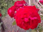     
: 2016-06-11 15.15.18.jpg
: 16
:	149.5 
ID:	11243161