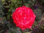     
: 2016-06-11 15.15.59.jpg
: 9
:	124.2 
ID:	11243173
