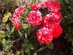     
: 2016-06-11 15.16.52.jpg
: 12
:	186.4 
ID:	11243179
