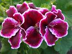     
: dsc00012.jpg
: 18
:	112.4 
ID:	11247568