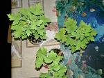     
: tmp_17830-temp2-1628113541.jpg
: 27
:	131.0 
ID:	11247710
